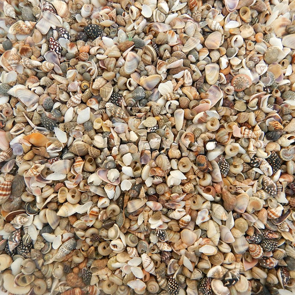 Premium Tiny Seashell Mix - 1 Kg